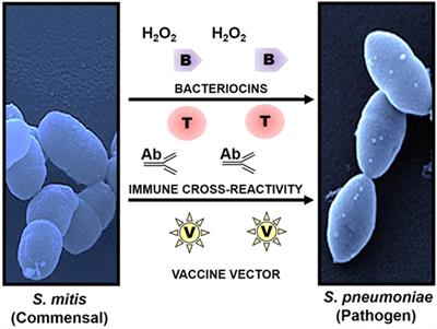 Exploring Host–Commensal Interactions in the Respiratory Tract